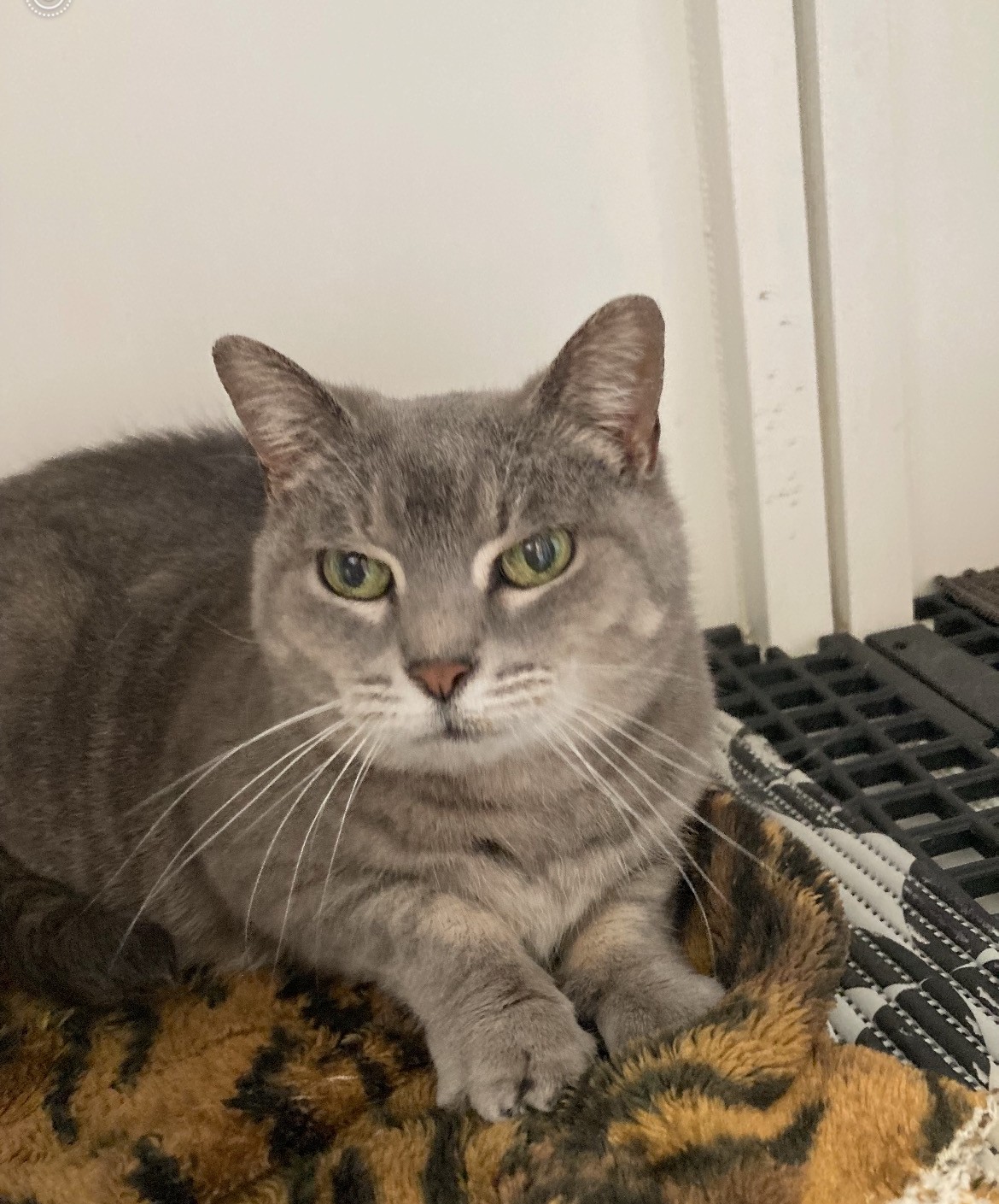 Enlarge Sweet Pea, a Adopted Domestic Short Hair in Queensbury, NY image 3/5