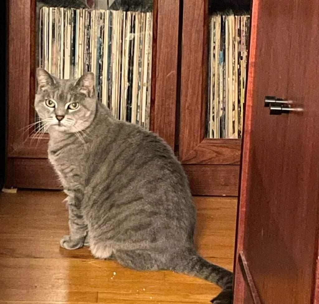 Enlarge Sweet Pea, a Adopted Domestic Short Hair in Queensbury, NY image 5/5