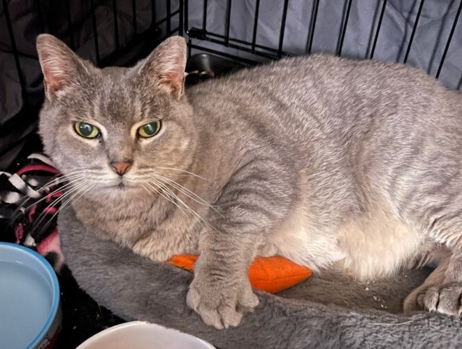 Enlarge Sweet Pea, a Adopted Domestic Short Hair in Queensbury, NY image 4/5