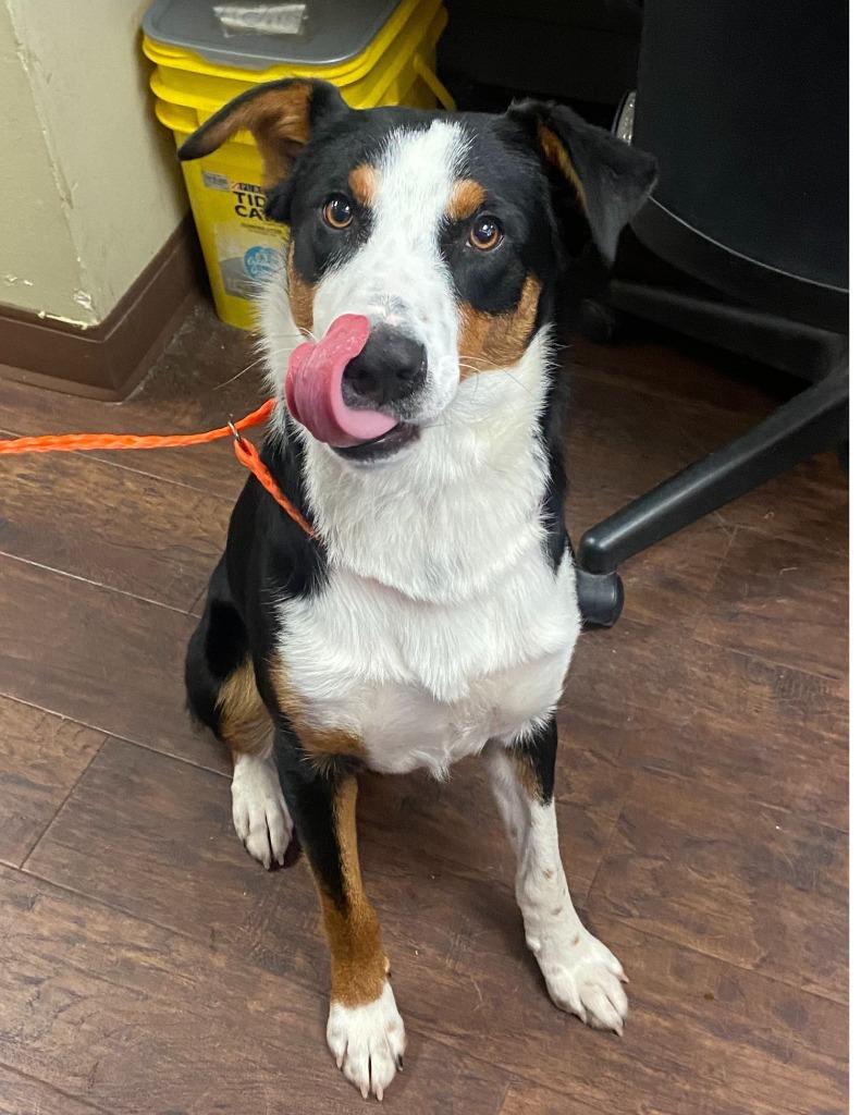 Dog Kennel #9 Ace, Adoptable, Young Male Collie & Mixed Breed.