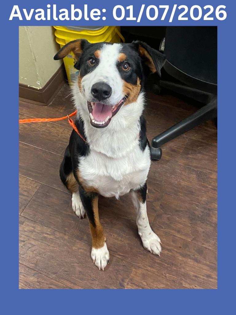 Enlarge Dog Kennel #9 Ace, a Adoptable mixed breed in Greenville, TX image 2/3