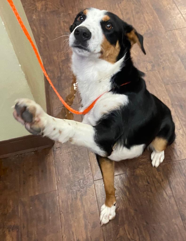 Enlarge Dog Kennel #9 Ace, a Adoptable mixed breed in Greenville, TX image 3/3