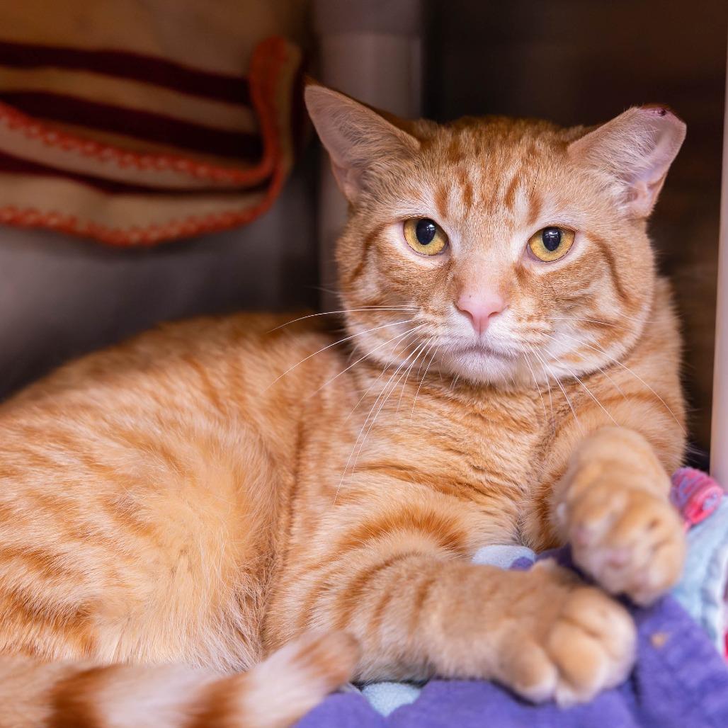 Marching Band, Adoptable, Adult Male Domestic Short Hair.