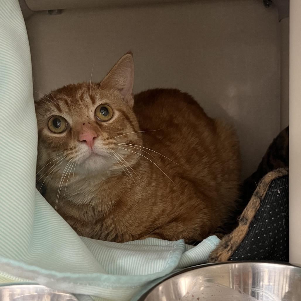 Marching Band, a Adoptable Domestic Short Hair in Mentor, OH image 2/2