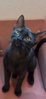 Kermit, Adoptable, Kitten Male Domestic Short Hair.