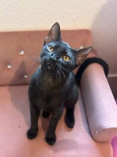 Enlarge Kermit, a Adopted Domestic Short Hair in Irving, TX image 2/3