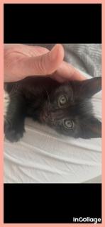 Enlarge Kermit, a Adoptable Domestic Short Hair in Irving, TX image 1/2