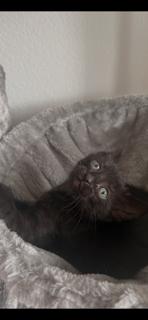 Enlarge Kermit, a Adoptable Domestic Short Hair in Irving, TX image 2/2