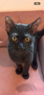 Enlarge Kermit, a Adopted Domestic Short Hair in Irving, TX image 3/3