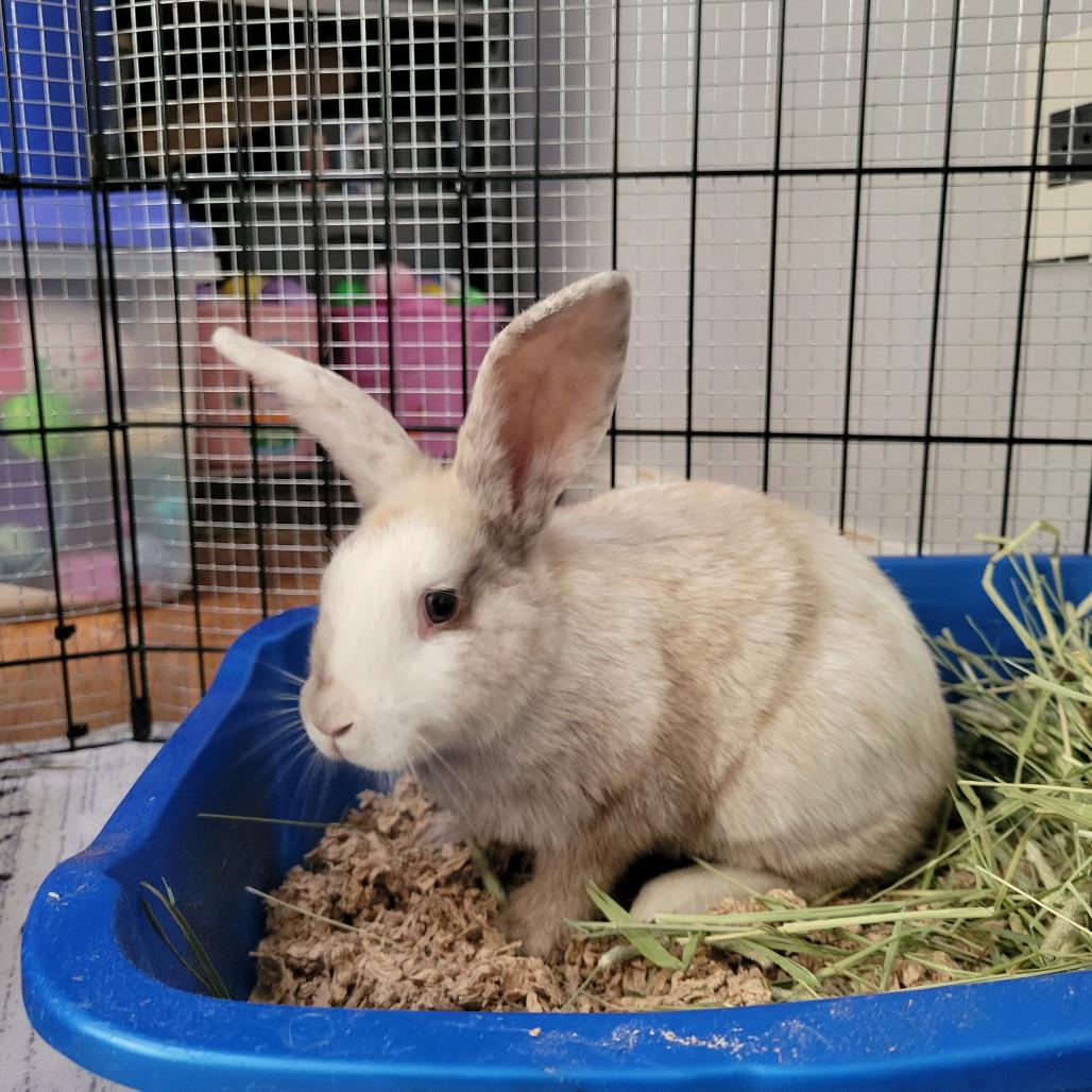 Enlarge Tristan, a Adoptable Harlequin in The Woodlands, TX image 1/4