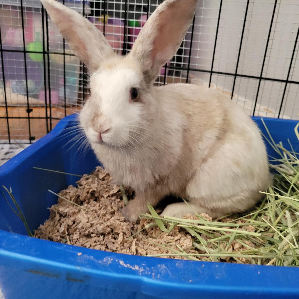 Enlarge Tristan, a Adoptable Harlequin in The Woodlands, TX image 2/4
