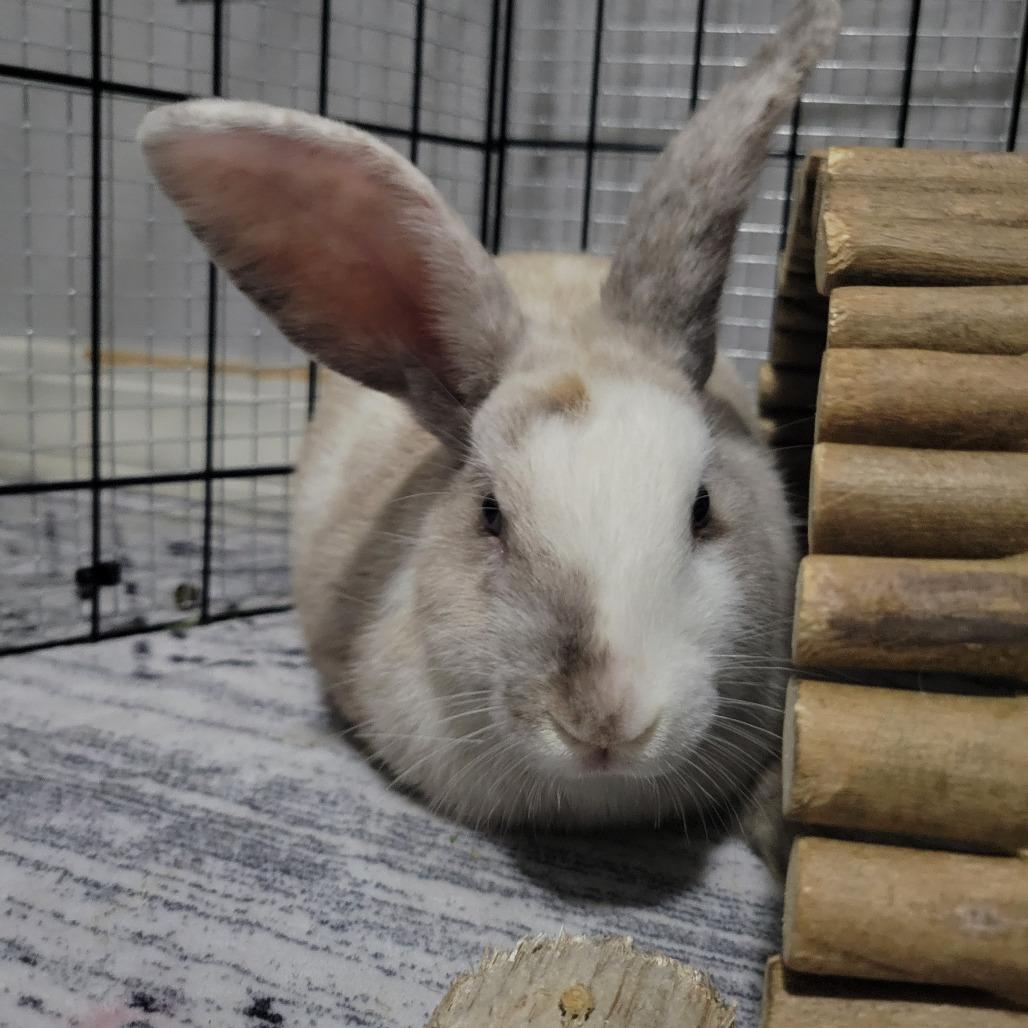 Enlarge Tristan, a Adoptable Harlequin in The Woodlands, TX image 3/4
