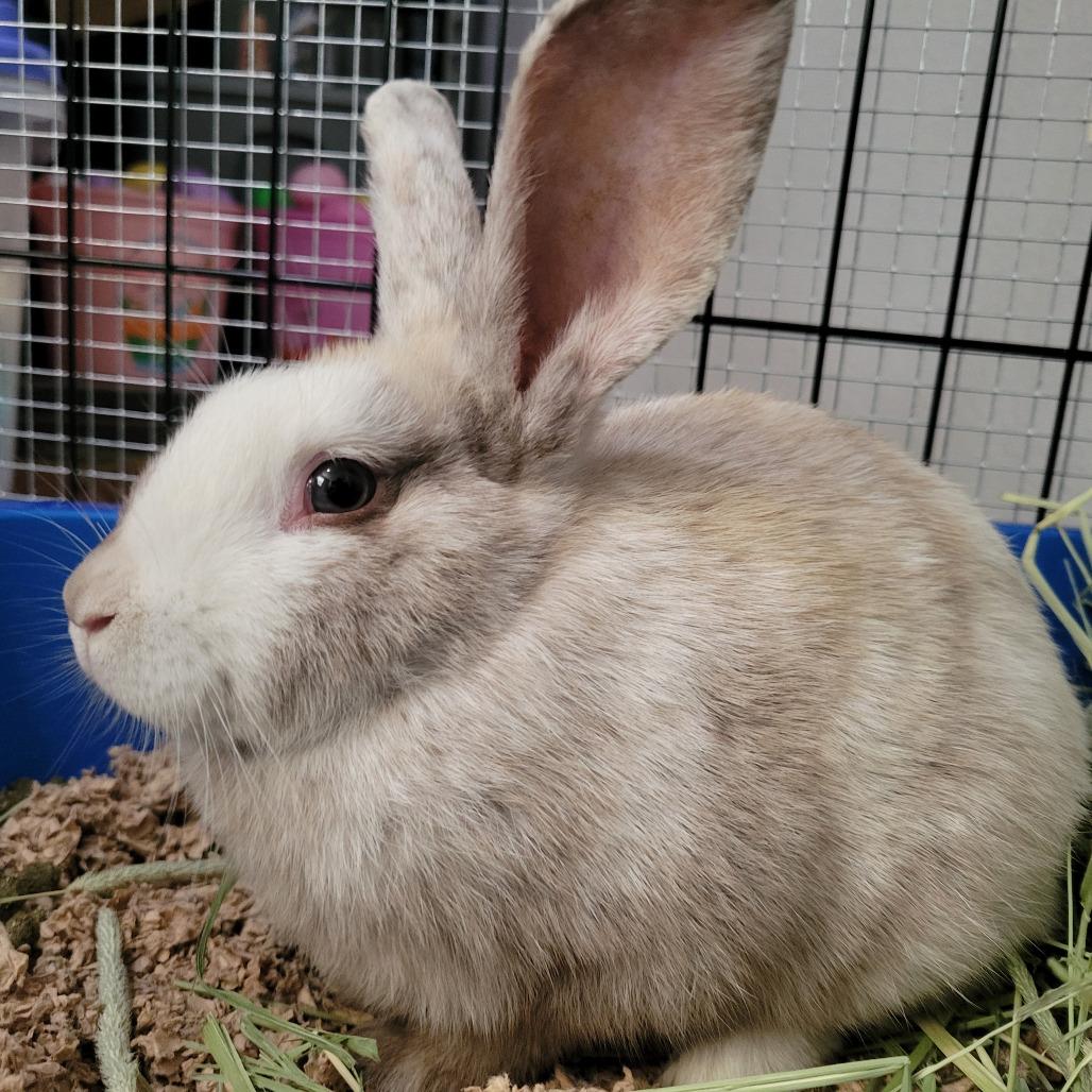 Enlarge Tristan, a Adoptable Harlequin in The Woodlands, TX image 4/4