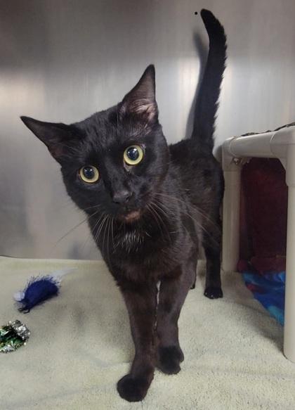 Onyx, Adoptable, Adult Male Domestic Short Hair & Domestic Short Hair.