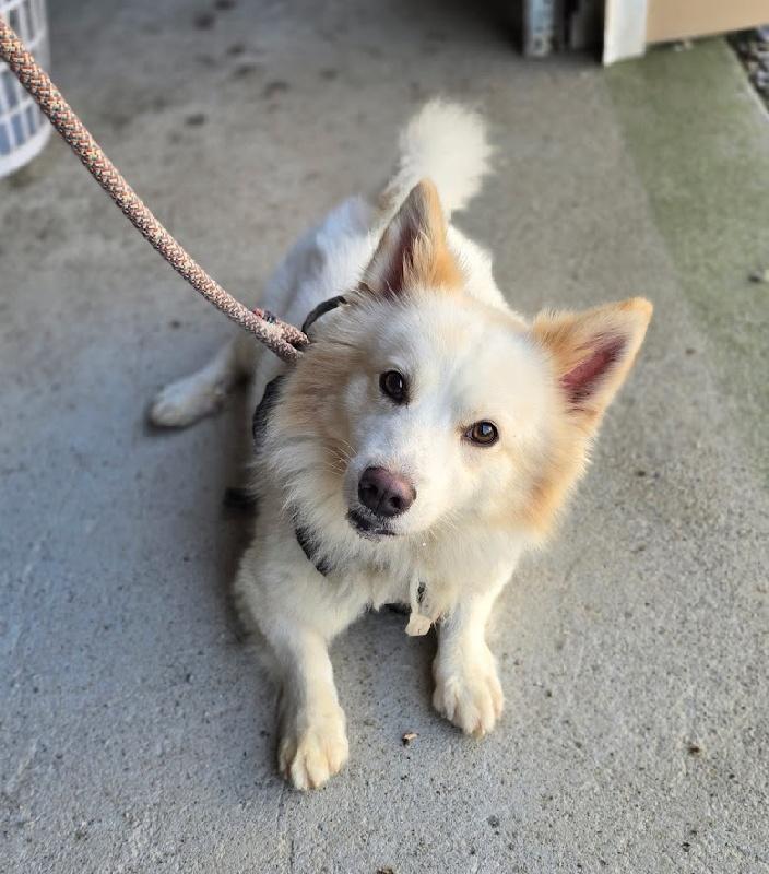 Enlarge Ziggy, a Adoptable mixed breed in Aurora, IL image 2/2