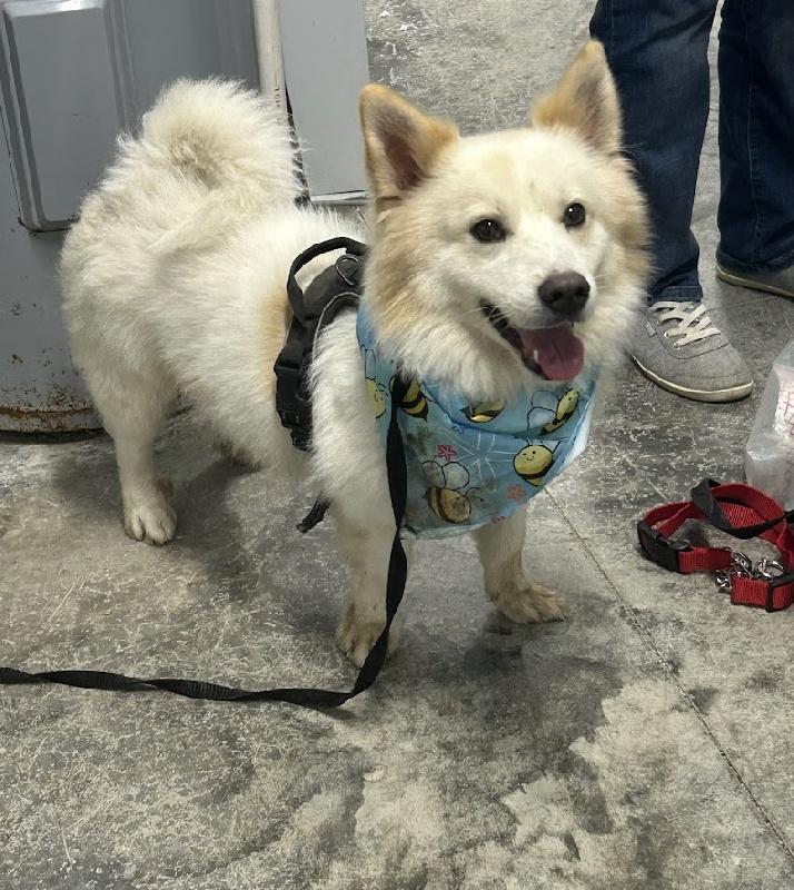 Ziggy, Adoptable, Adult Male Spitz.