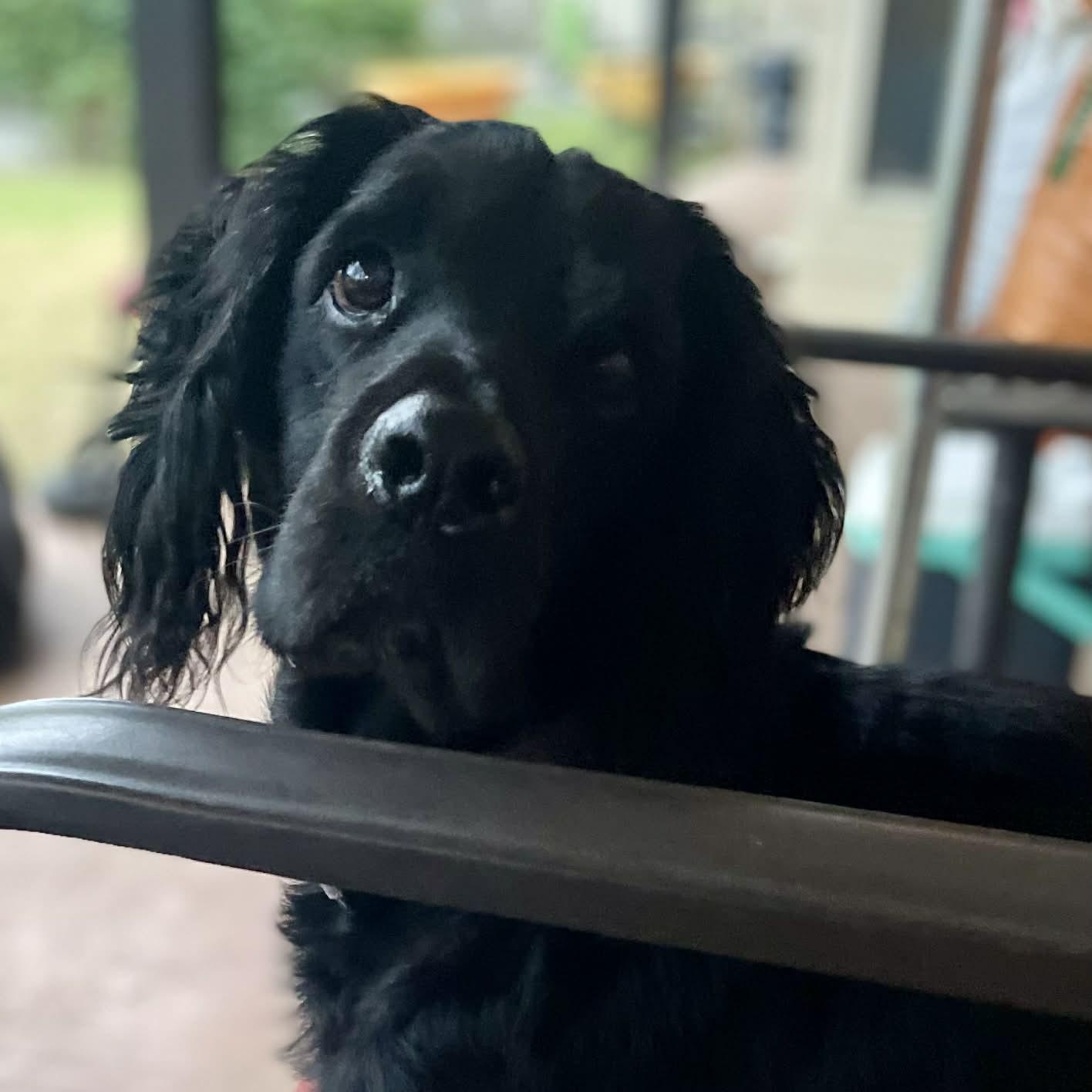 Bowie, ADOPTABLE, Adult Male Field Spaniel.