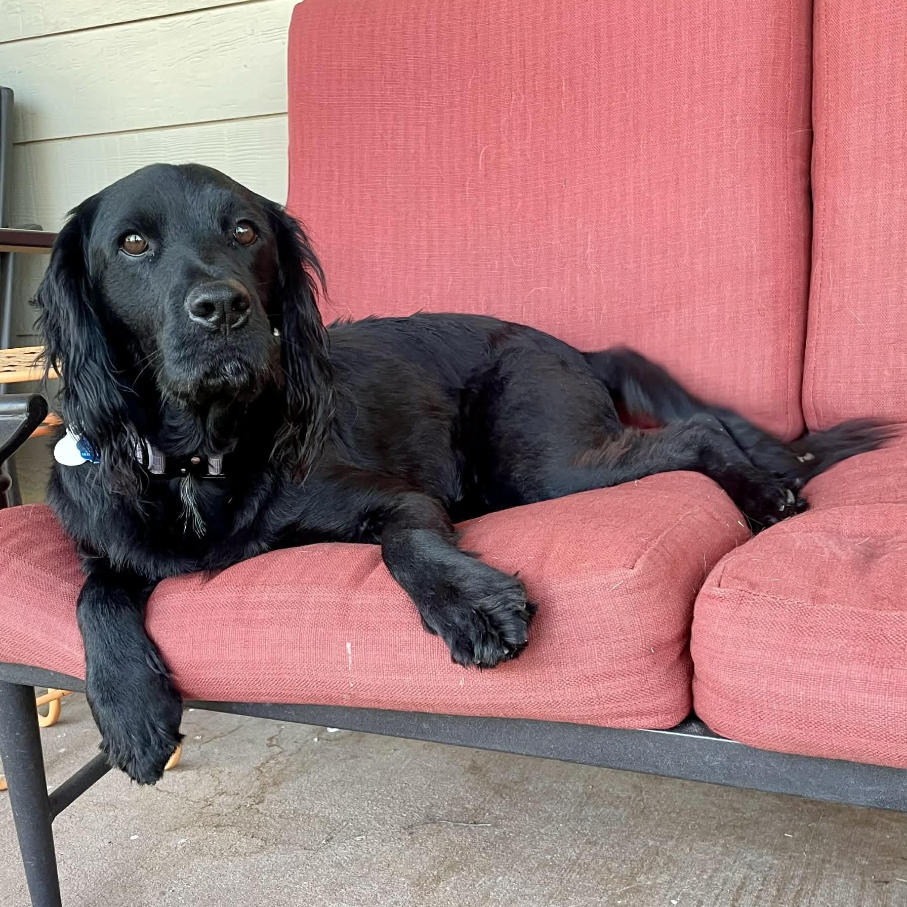 Bowie, a ADOPTABLE Field Spaniel in Austin, TX image 2/4