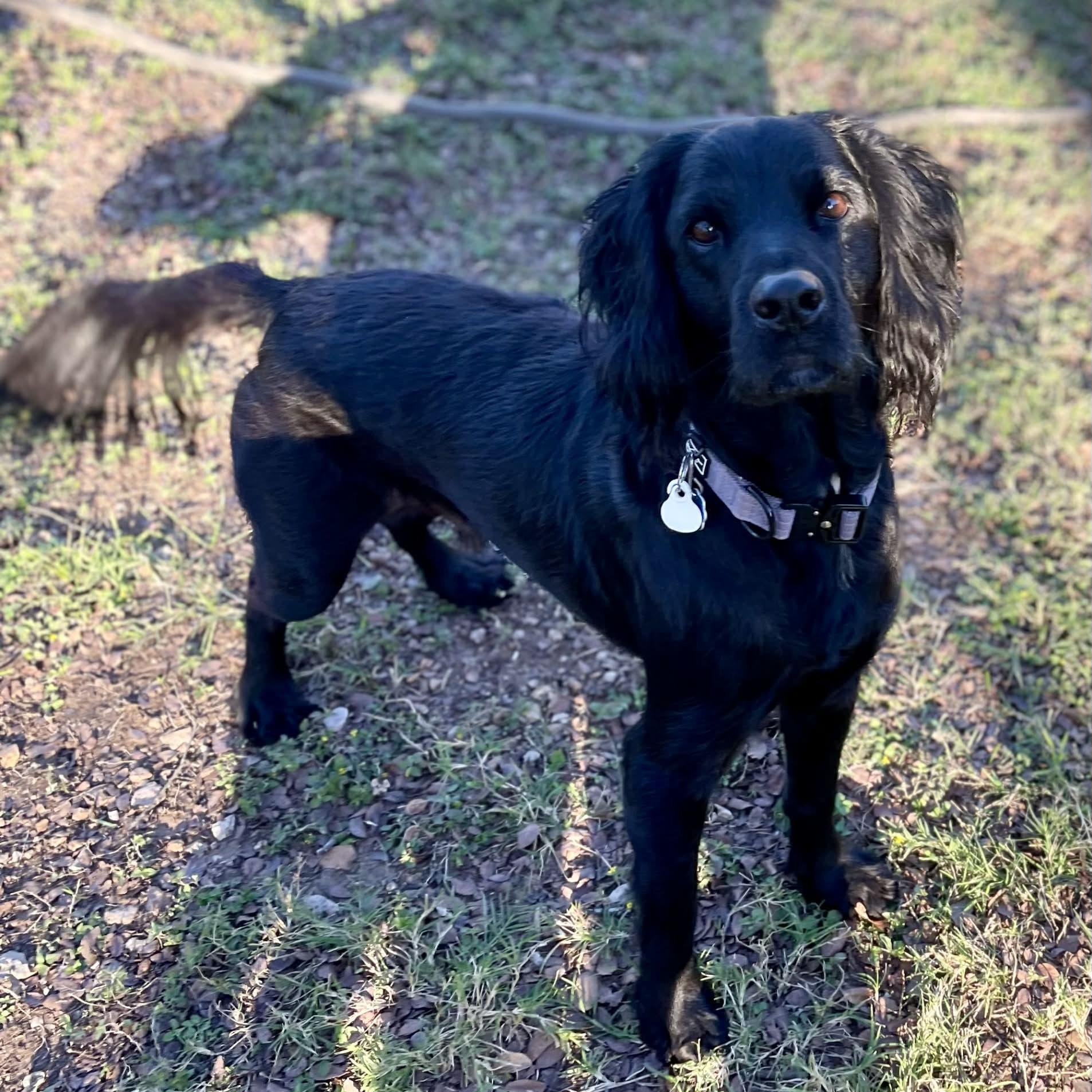 Bowie, a ADOPTABLE Field Spaniel in Austin, TX image 3/4