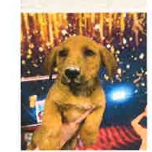 FWT Sky (Luka), Adoptable, Young Male Labrador Retriever & Basset Hound.