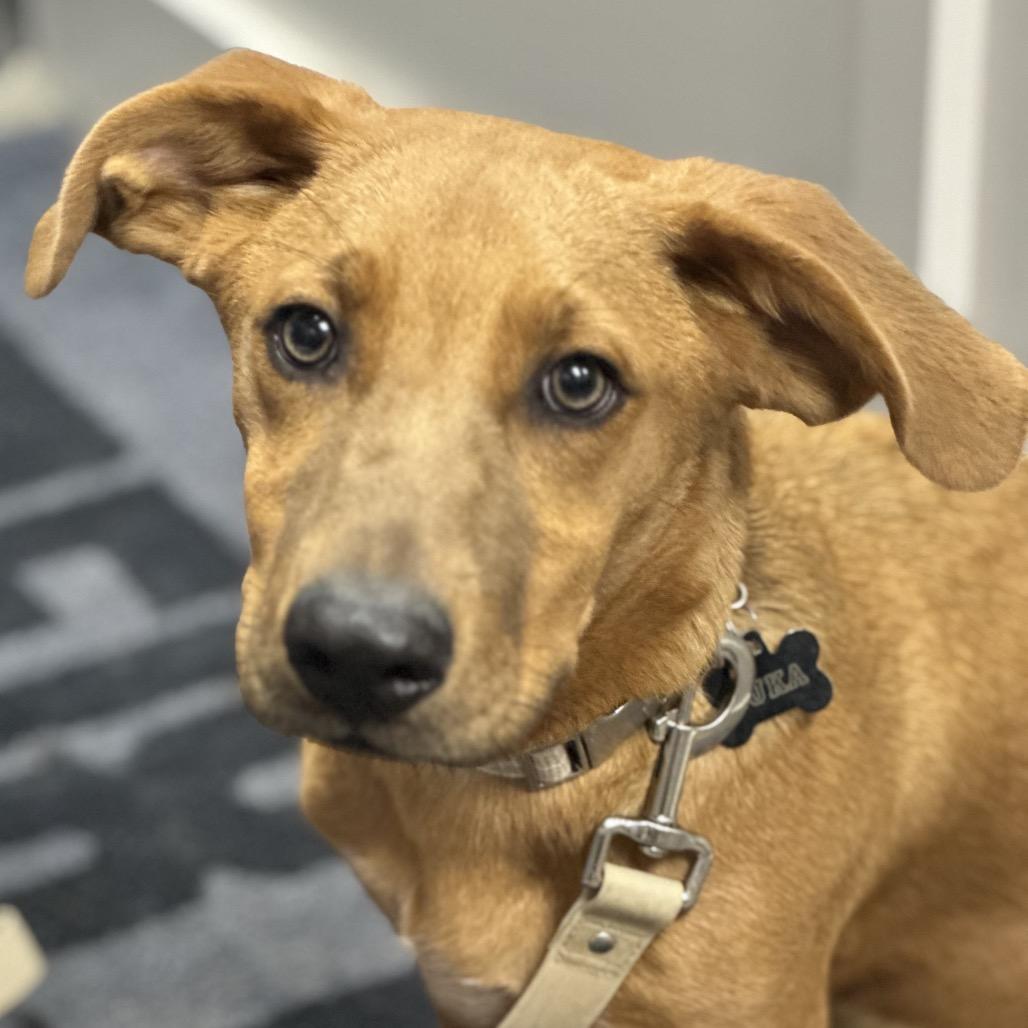 Enlarge FWT Sky (Luka), a Adoptable mixed breed in Midland, TX image 2/4