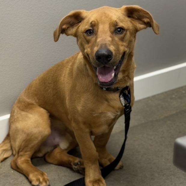 Enlarge FWT Sky (Luka), a Adoptable mixed breed in Midland, TX image 3/4