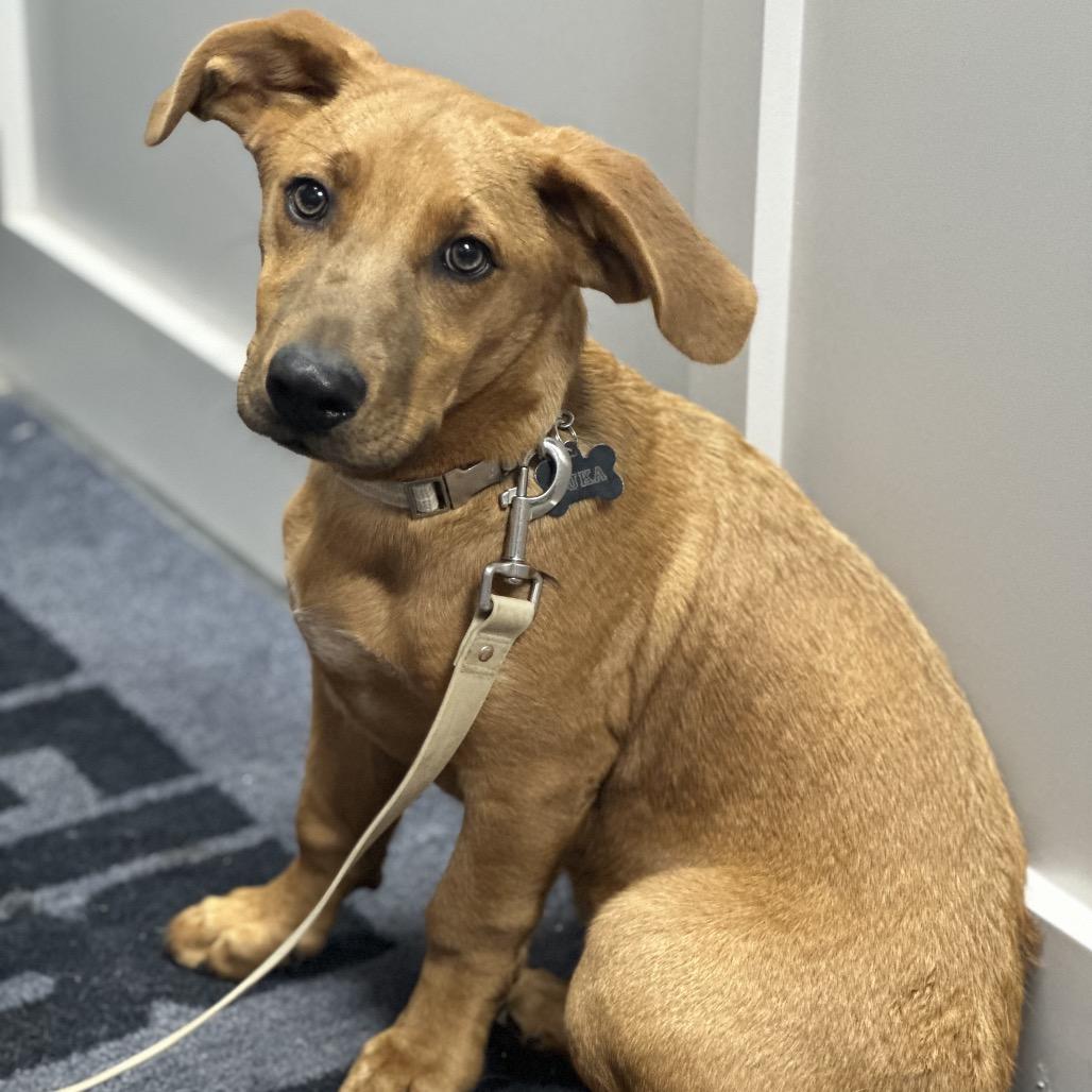 Enlarge FWT Sky (Luka), a Adoptable mixed breed in Midland, TX image 4/4