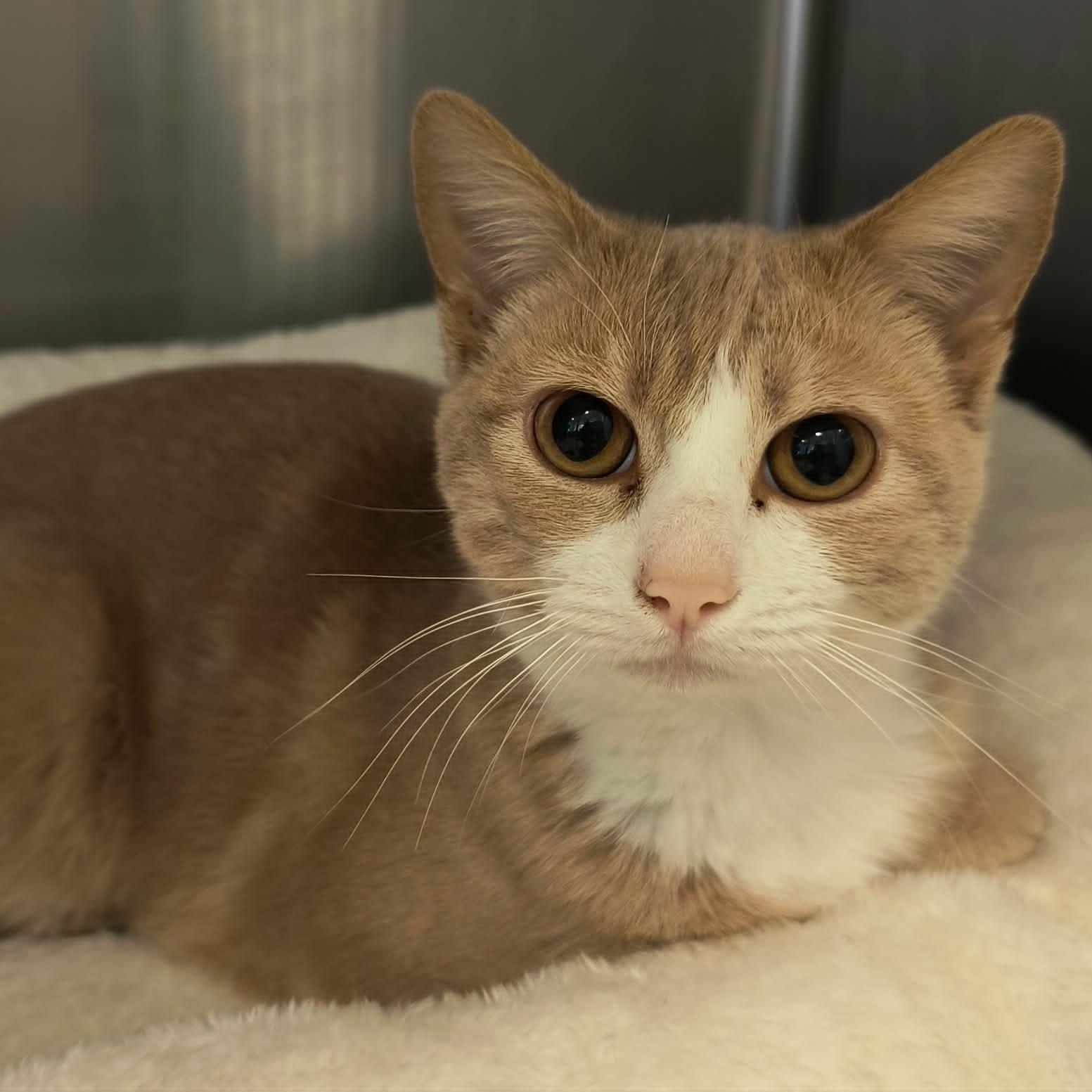 Nilla, ADOPTABLE, Adult Female Domestic Short Hair.