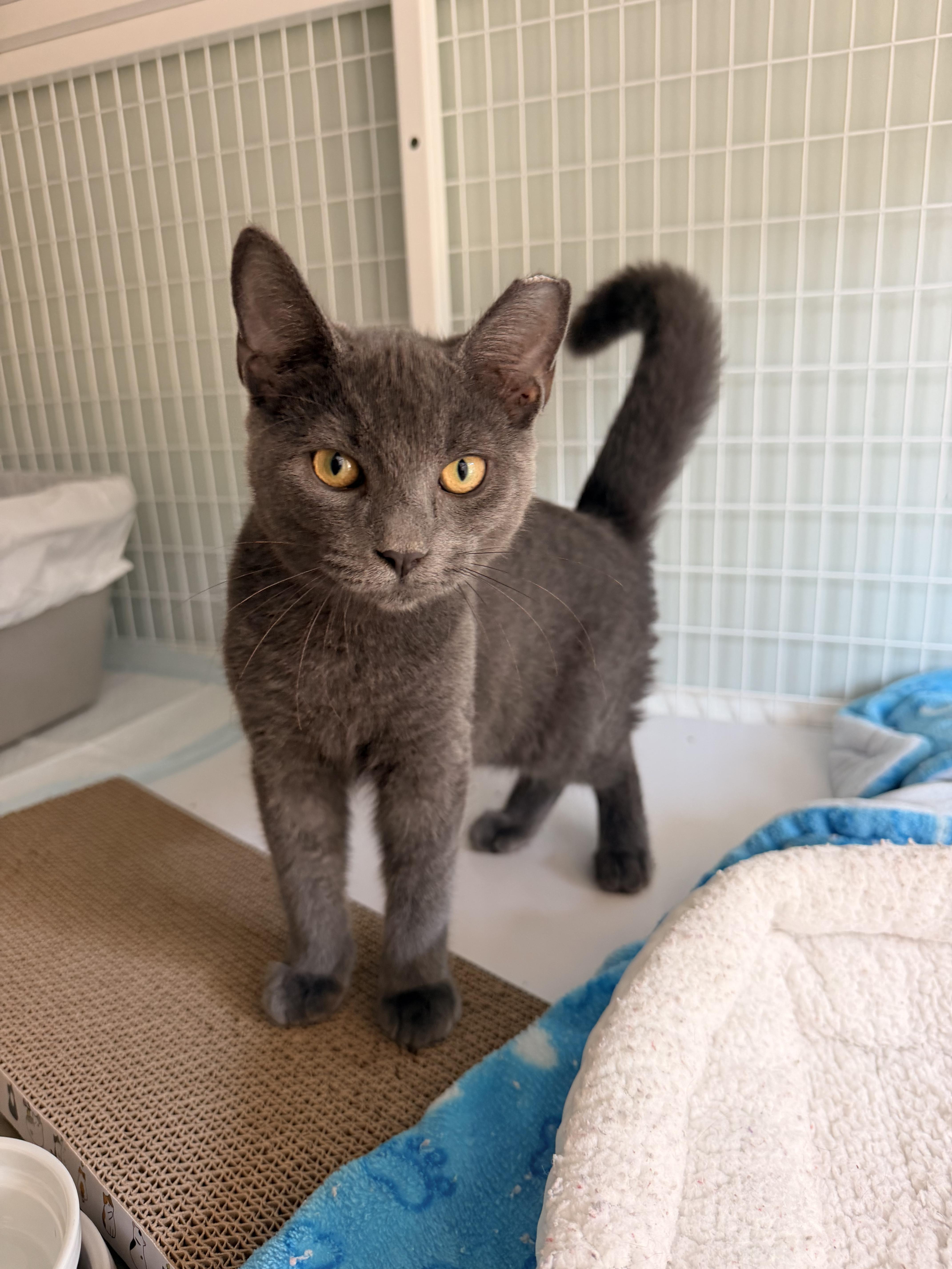 Enlarge Silver, a Adopted Domestic Short Hair in Suffolk, VA image 1/1