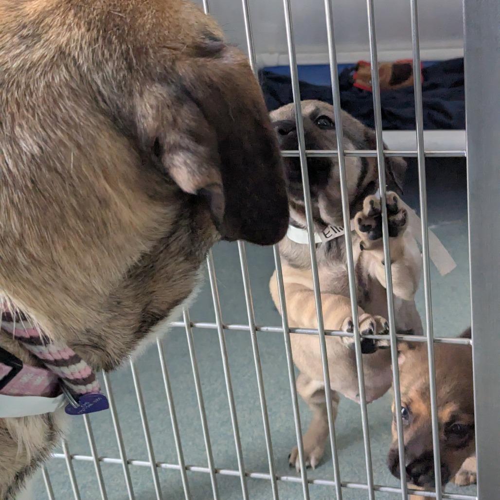 Enlarge Butterscotch, a Adoptable mixed breed in Chesapeake, VA image 1/6