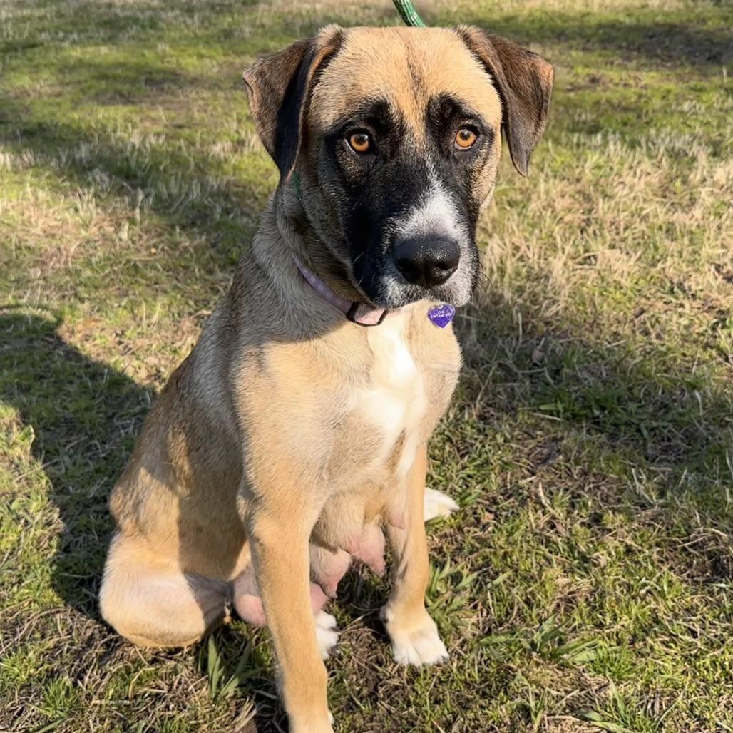 Enlarge Butterscotch, a Adoptable mixed breed in Chesapeake, VA image 2/6