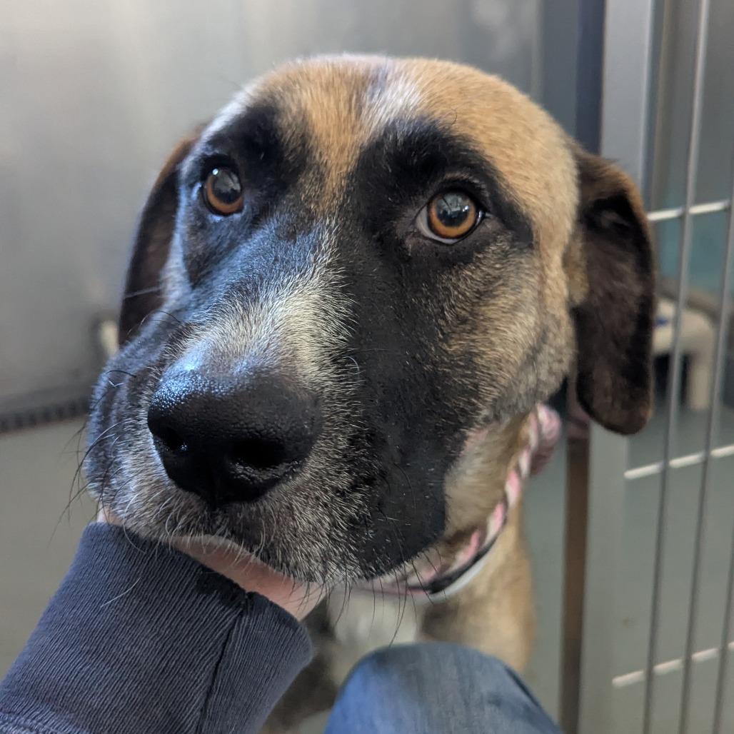 Enlarge Butterscotch, a Adoptable mixed breed in Chesapeake, VA image 3/6