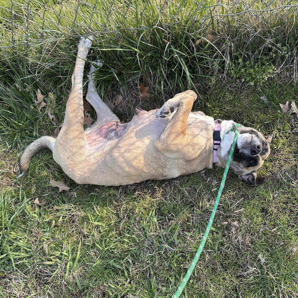 Enlarge Butterscotch, a Adoptable mixed breed in Chesapeake, VA image 4/6