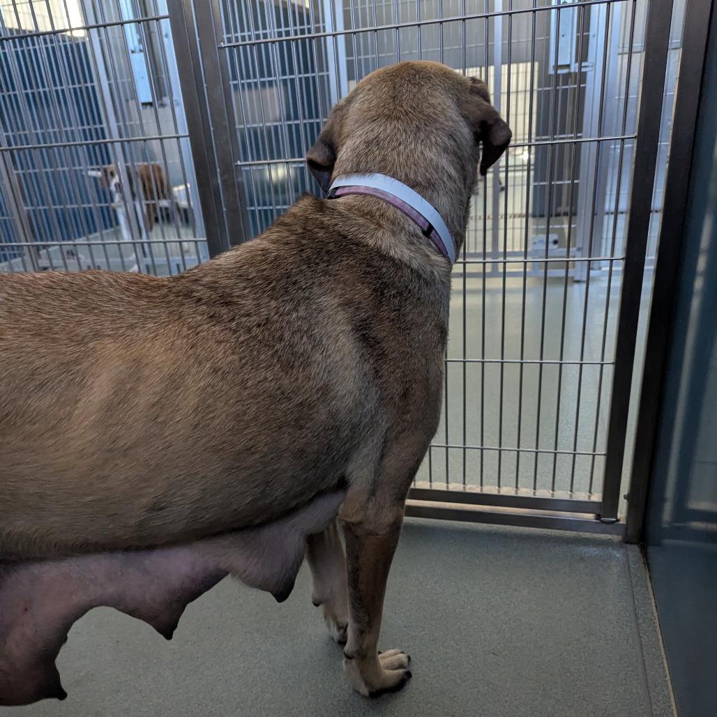 Enlarge Butterscotch, a Adoptable mixed breed in Chesapeake, VA image 5/6