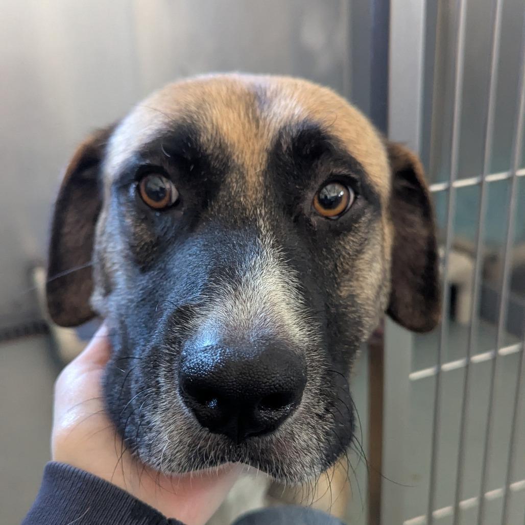 Enlarge Butterscotch, a Adoptable mixed breed in Chesapeake, VA image 6/6