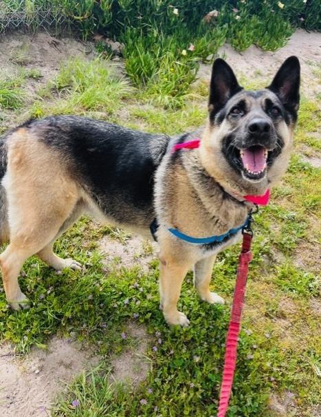 CALI, Adoptable, Adult Female German Shepherd Dog.
