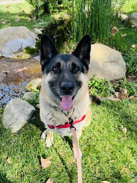 CALI, Adoptable, Adult Female German Shepherd Dog.