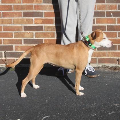 Peachy+, Adoptable, Young Female Mixed Breed & Mixed Breed.