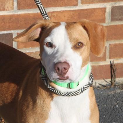 Enlarge Peachy+, a Adoptable mixed breed in Elk Grove Village, IL image 2/3