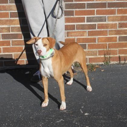 Enlarge Peachy+, a Adoptable mixed breed in Elk Grove Village, IL image 3/3