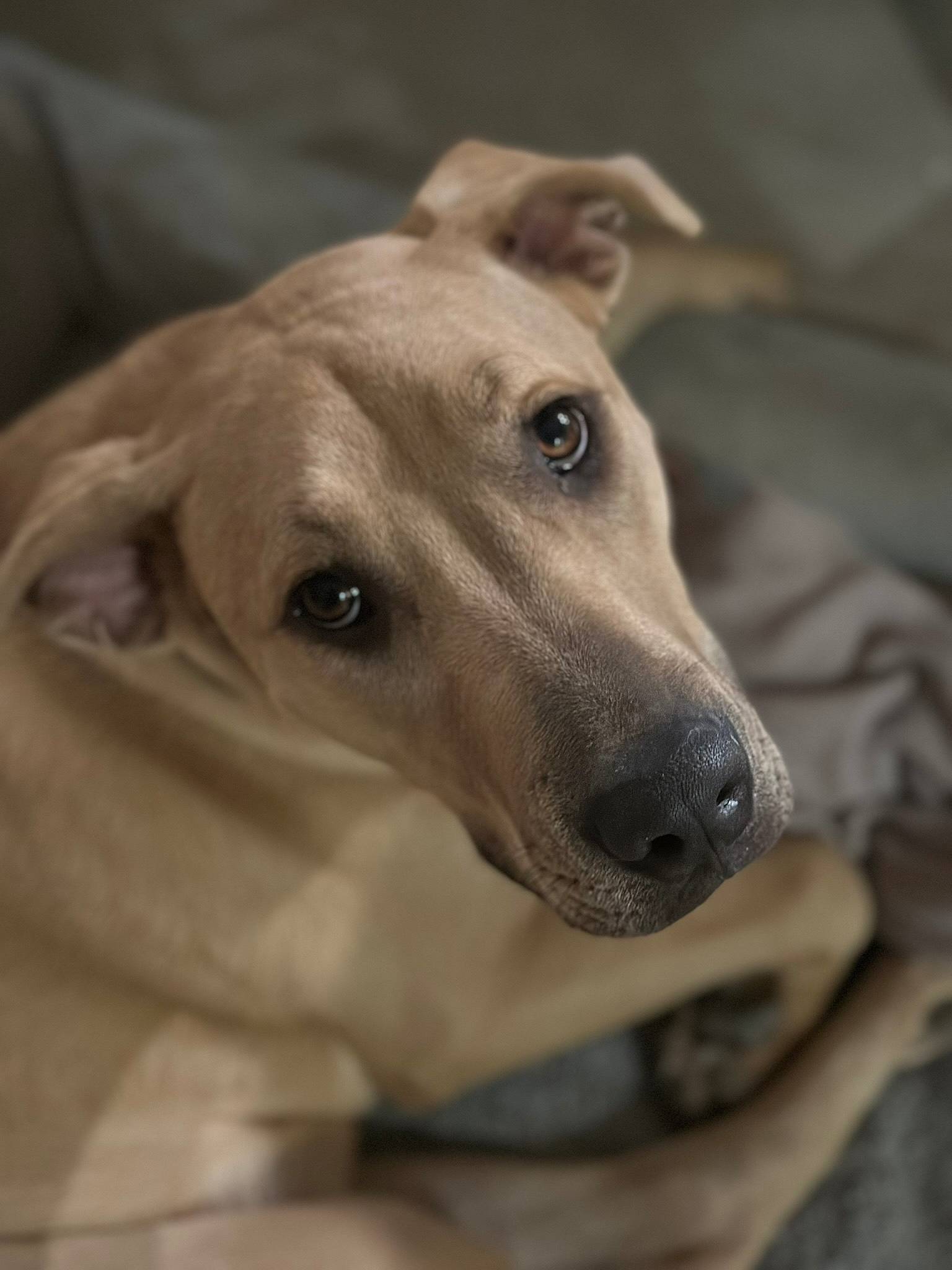 Mackenzie, Adoptable, Adult Female Staffordshire Bull Terrier & Pit Bull Terrier.