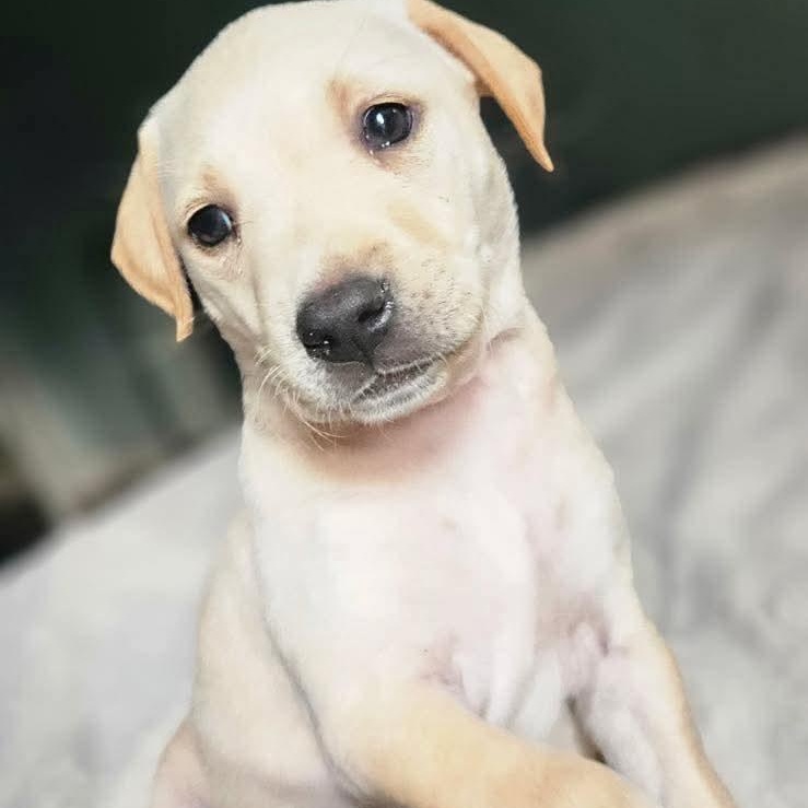 Dublin, ADOPTABLE, Puppy Female Labrador Retriever.