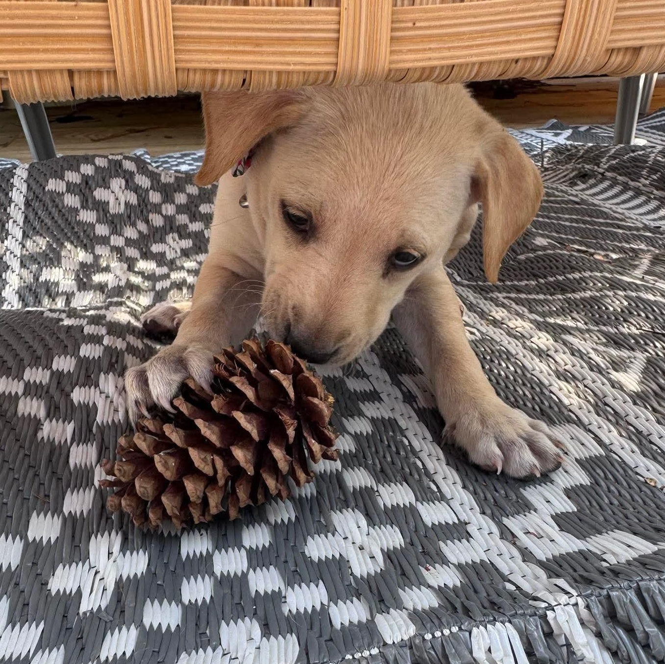Enlarge Dublin, a ADOPTABLE Labrador Retriever in Wando, SC image 3/4