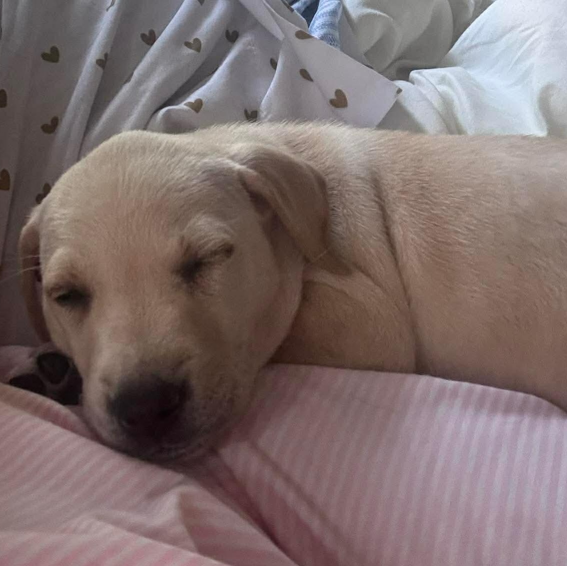 Enlarge Dublin, a ADOPTABLE Labrador Retriever in Wando, SC image 4/4