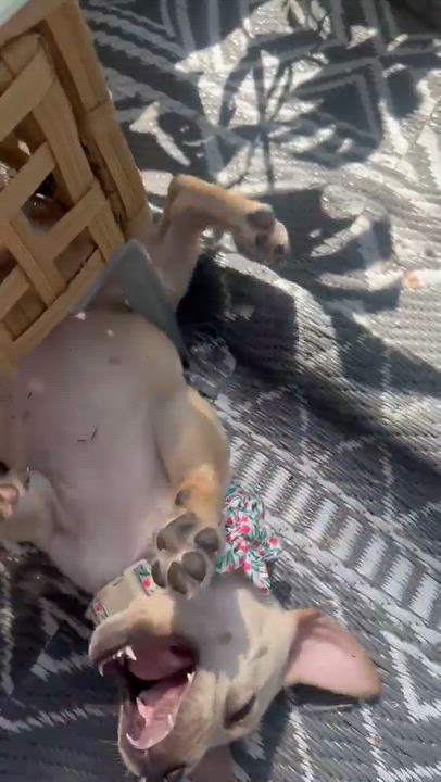 Enlarge Dublin, a ADOPTABLE Labrador Retriever in Wando, SC video 2/4