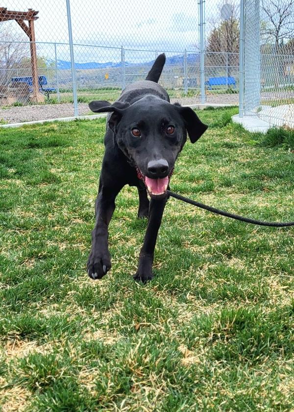 Skittles 46026, Adoptable, Senior Male Labrador Retriever.