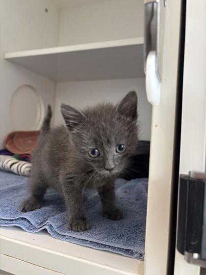 Enlarge Cove, a Adoptable mixed breed in Manteo, NC image 2/2