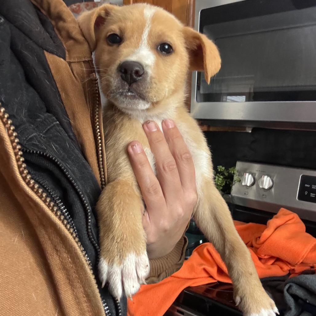 Blondie, Adoptable, Puppy Female German Shepherd Dog & Mixed Breed.