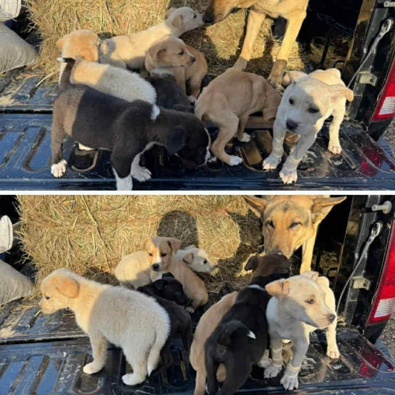 Enlarge Blondie, a Adoptable mixed breed in Franklin, TN image 2/4