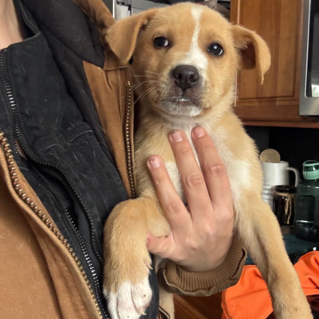 Enlarge Blondie, a Adoptable mixed breed in Franklin, TN image 4/4
